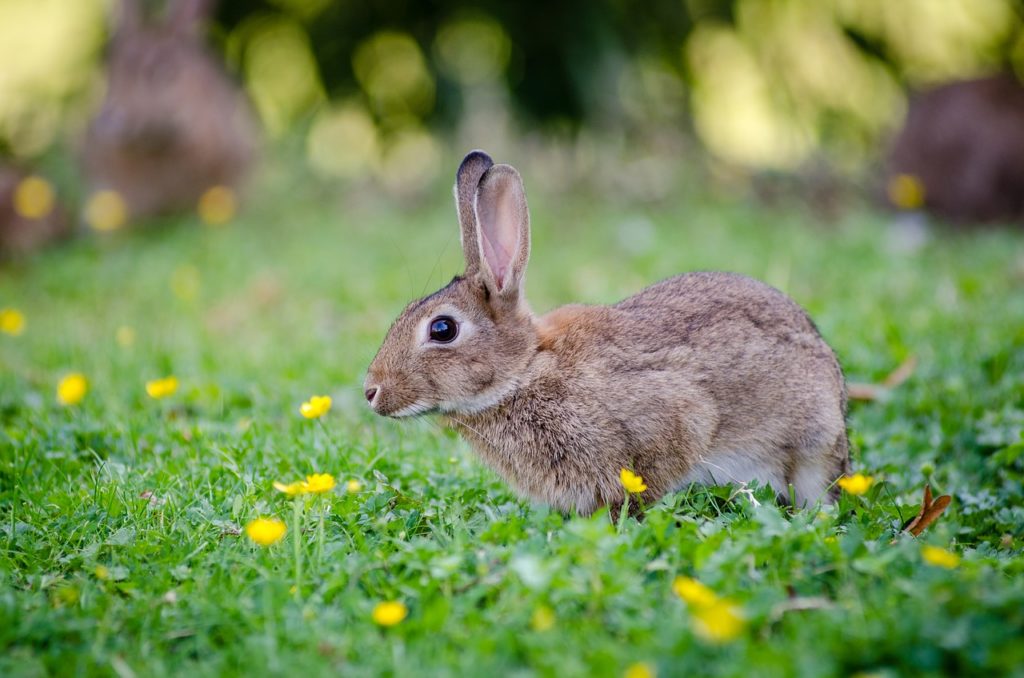 animal, bunny, cute