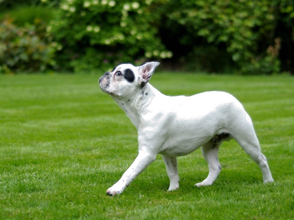 dog, french bulldog, walk