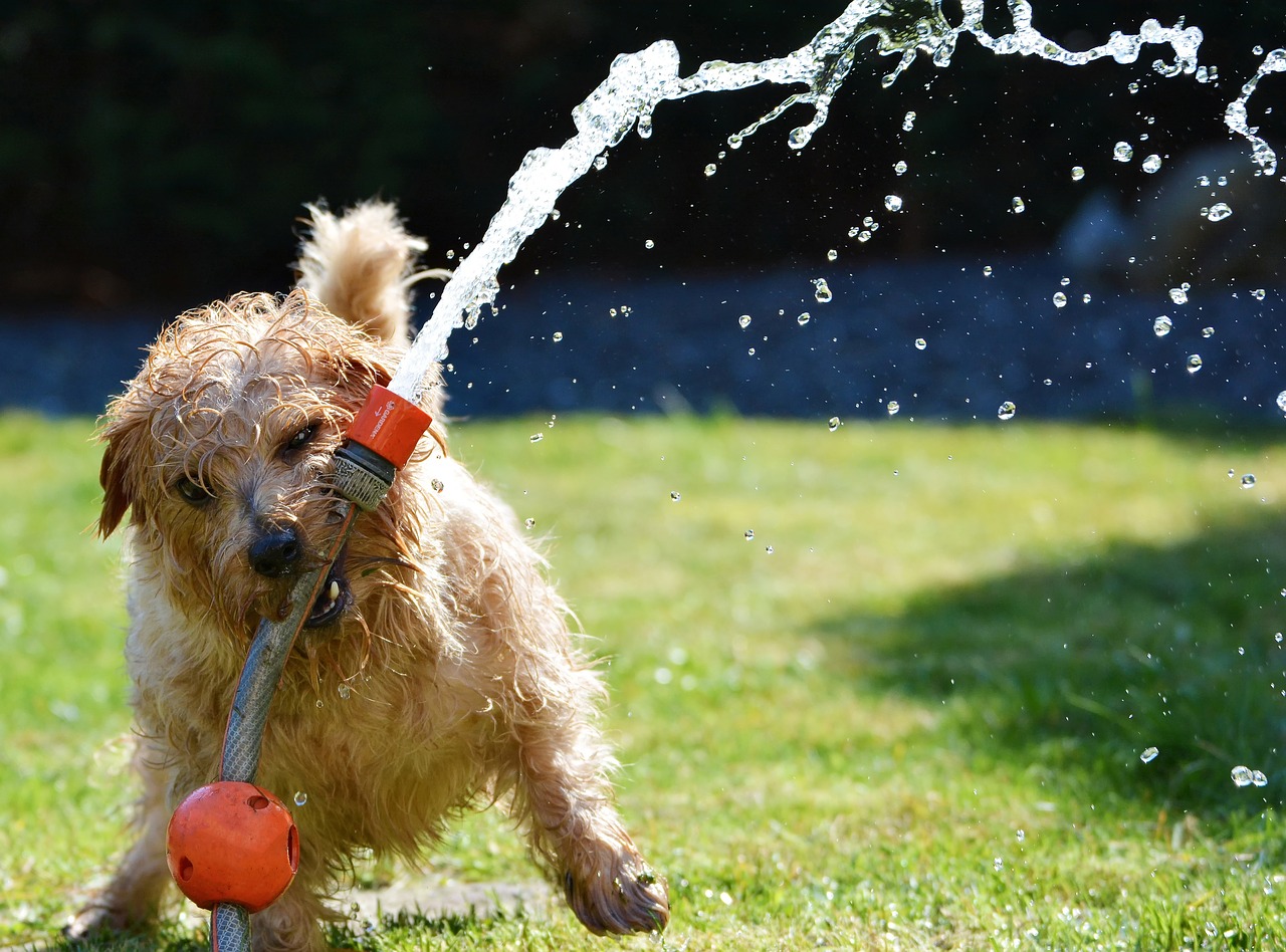 dog, garden, terrier