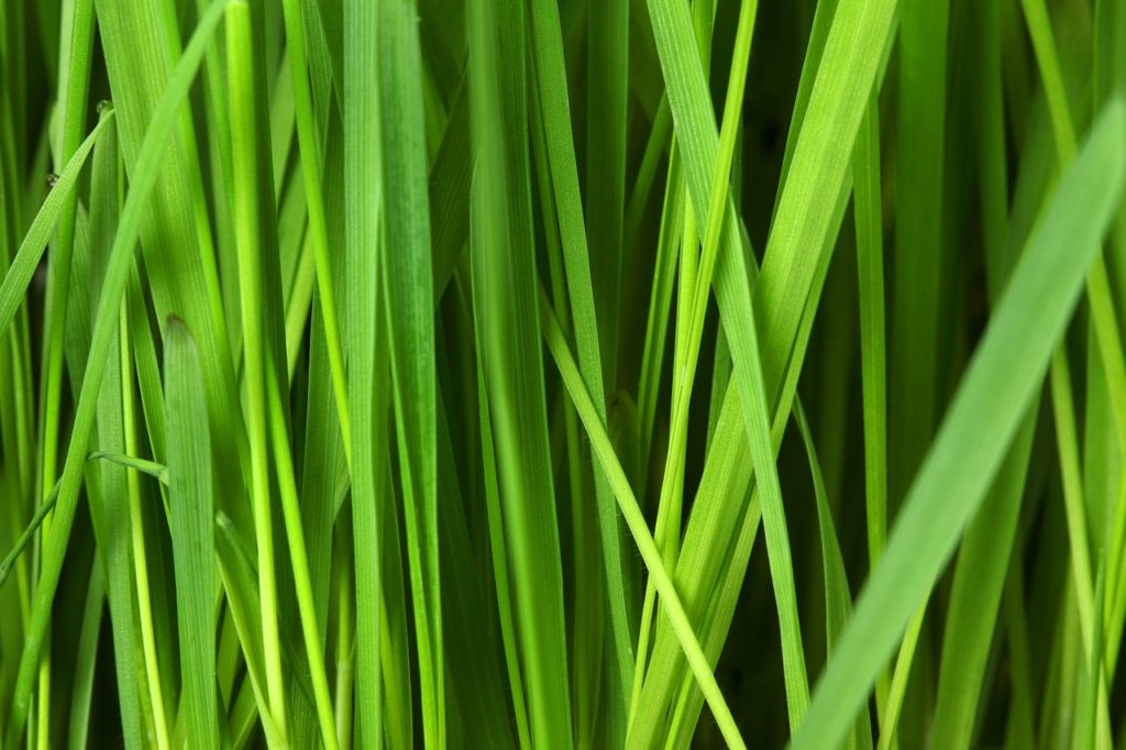 meadow, grass, plant